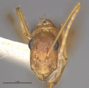 Media type: image;   Entomology 21478 Aspect: head frontal view